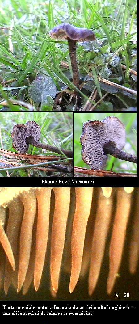 Auriscalpium vulgare        Gray